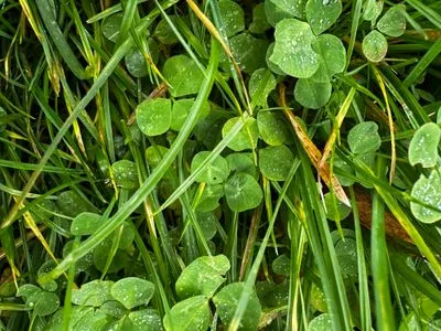 Nález #15075 – ZLÍN_BAŤŮVPARK001