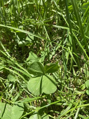 Nález č. 5 – Zkratka od Čepkova na UTB - Za Dráčikem