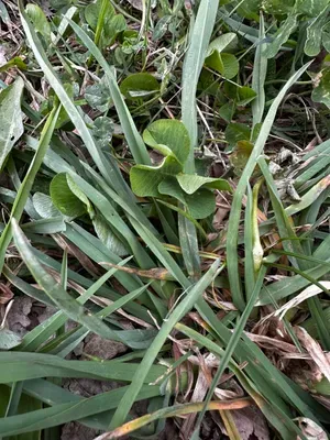 Nález #16425 – RATIBOŘ_POLE001c