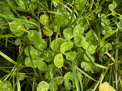 Nález #15082 – ZLÍN_BAŤŮVPARK001