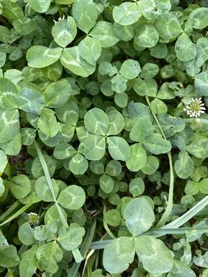 Find #23451