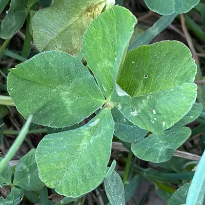 Nález #17823
