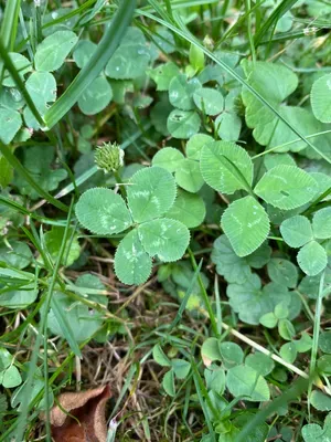 Anonymized find #56