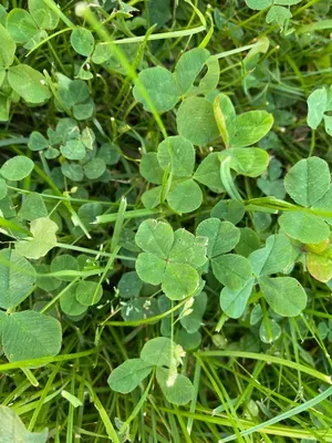 Nález #177 – ZLÍN_JSVAHY-OKRUŽNÍ005