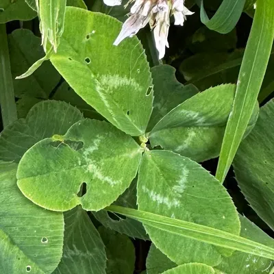 Nález #24594