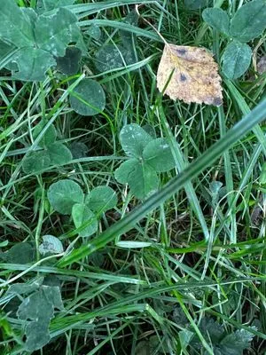 Nález #15094 – ZLÍN_JSVAHY-KŘIBY-P002