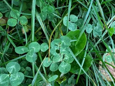 Nález #15076 – ZLÍN_BAŤŮVPARK001