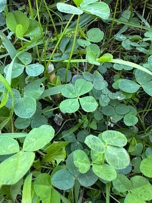 Find #13612 – BRNO_ZVONAŘKA-ÚAN001