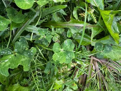 Nález #15040 – REYKJAVÍK_MIKLABRAUT001