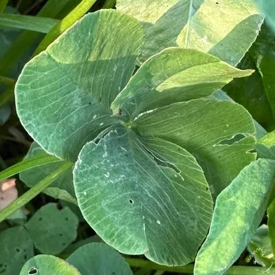 Find #12019
