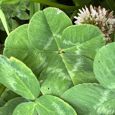 Find #10813