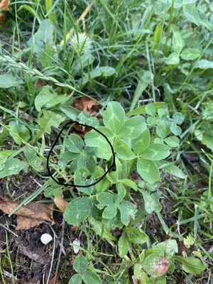 Nález č. 40 – Na straně u školky