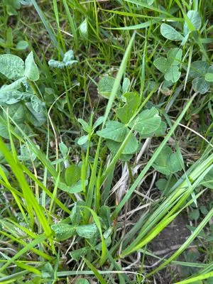 Nález #17438 – RATIBOŘ_POLE001