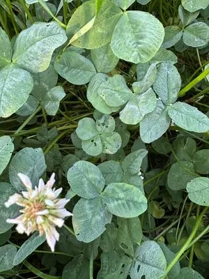 Find #12252