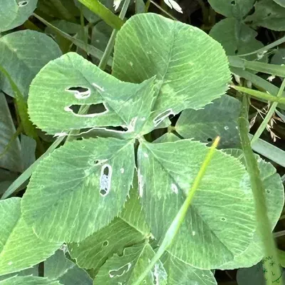 Nález #20055