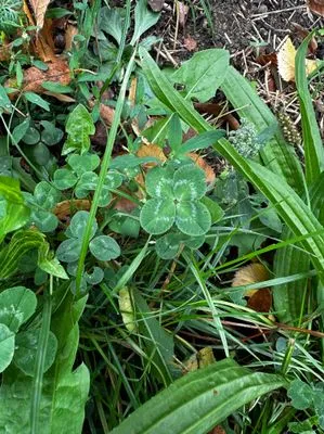 Nález #14763 – ZLÍN_JSVAHY-NSTR001