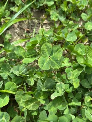 Nález #17360 – RATIBOŘ_POLE001e