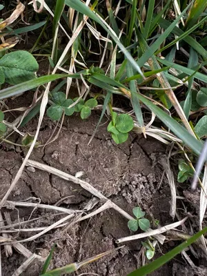 Nález #16215 – RATIBOŘ_POLE001b