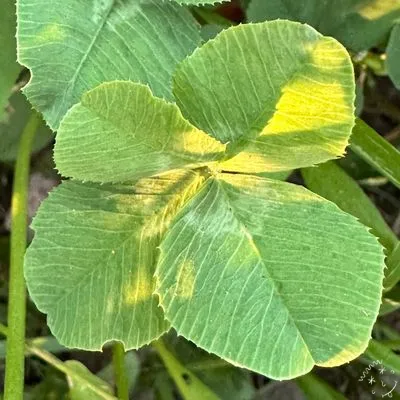 Nález #4646