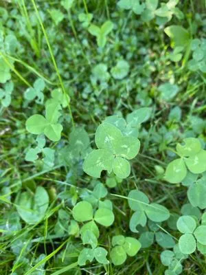 Anonymized find #295