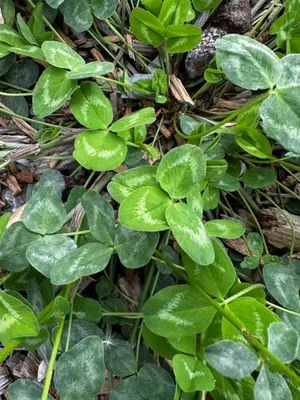 Nález #14556 – VSETÍN_DELTA001