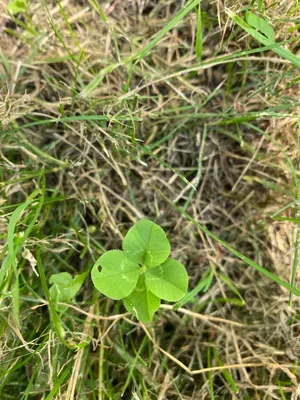 Nález #47 – ZLÍN_JSVAHY-KŘIBY-V002