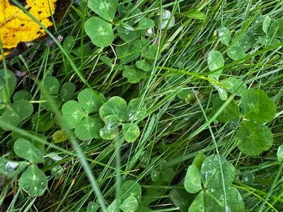Nález #14810