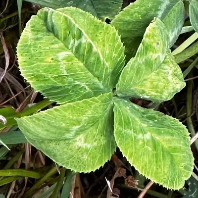 Nález #26720