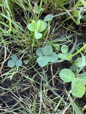 Nález #13611 – BRNO_ZVONAŘKA-ÚAN001