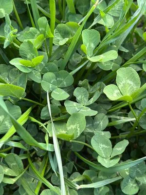 Nález #17367 – RATIBOŘ_POLE001e