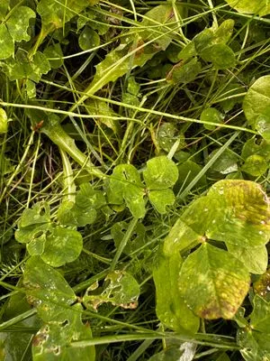 Nález #15049 – REYKJAVÍK_MIKLABRAUT001