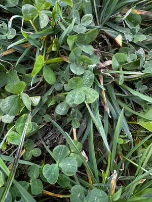 Nález #16320 – RATIBOŘ_POLE001f