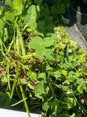 Nález #155 – NEEXISTUJE-ZLÍN_JSVAHY-JAVOROVÁ002