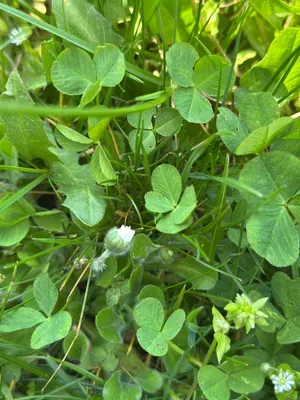 Nález #16901 – ZLÍN_JSVAHY-STŘEDOVÁ001