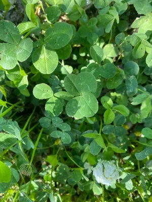 Nález #151 – NEEXISTUJE-ZLÍN_JSVAHY-JAVOROVÁ002