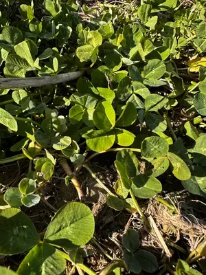 Nález #16328 – RATIBOŘ_POLE001f