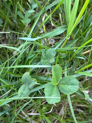 Nález #17444 – RATIBOŘ_POLE001