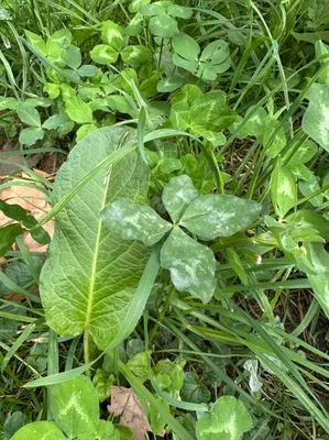 Nález #13606 – ZLÍN_JSVAHY-BUDOVATELSKÁ002