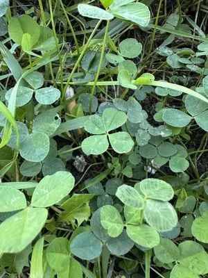 Nález #13612 – BRNO_ZVONAŘKA-ÚAN001