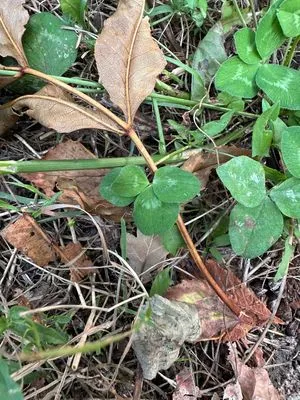 Nález #13602 – ZLÍN_JSVAHY-SLUNEČNÁ005