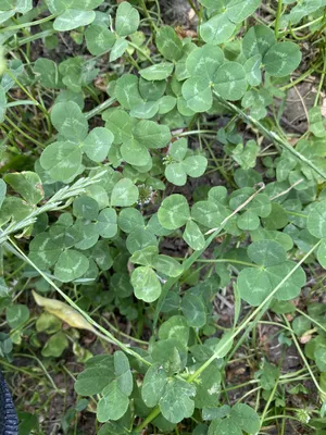 Nález č. 9 – Okolo cik-cak chodníku vedle terasáků mezi Univerzitou