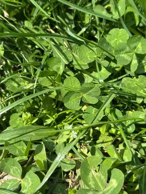 Nález #16907 – ZLÍN_JSVAHY-STŘEDOVÁ002