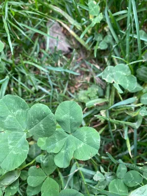 Nález #184 – ZLÍN_ČEPKOV001