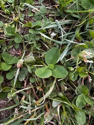 Nález #16432 – RATIBOŘ_POLE001c