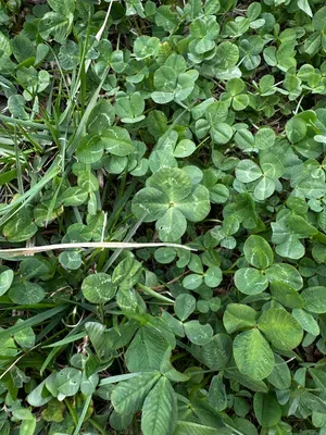 Nález #15978