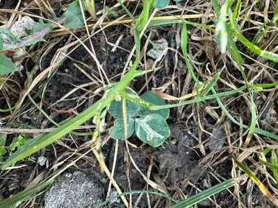 Find #13616 – BRNO_ZVONAŘKA-ÚAN001
