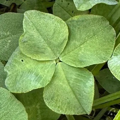Nález #22596