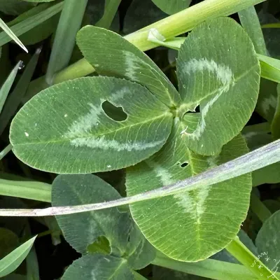 Nález #18690