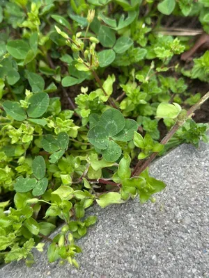 Nález #16917 – ZLÍN_JSVAHY-NSTR-S002