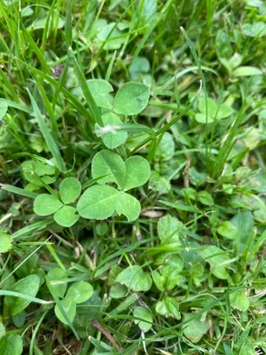Anonymized find #44